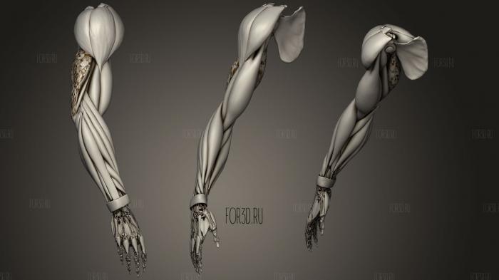 Анимация движения человеческой руки 3d stl модель для ЧПУ